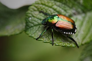 Scarabaeus viettei, or the dung beetle. Photo courtesy of Unsplash.