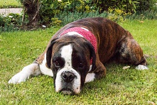 Canine Superstitions and Legends: How Dogs Have Been Viewed Throughout History