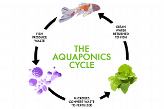 Circular Economy and Aquaponics: Redefining Waste as a Resource