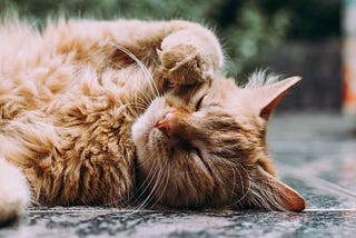 In small-town Alaska, history was made when Stubbs the cat was sworn into office in 1997 as the next mayor in Talkeetna.