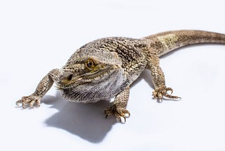 Here are Three Great Ideas for Bearded Dragon Enrichment