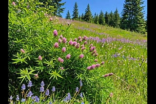 Cedar-Bush-1