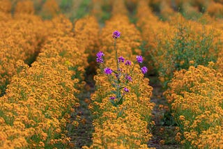 I think there's a good metaphor here for standing out or being yourself. There's a short window when all the huge fields of flowers bloom in the Willamette Valley in Oregon. I drove past a big field of these gold-orange flowers and noticed random specks of purple. I pulled over and saw this magnificent violet-colored flower sticking out in this row of the gold-orange flowers. I cropped this so it can scale down to a standard widescreen desktop background. 