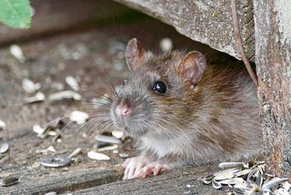 It’s Raining Mice! 1,000,000's!