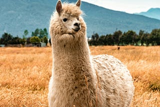 Meta’s LLAMA 2 Model