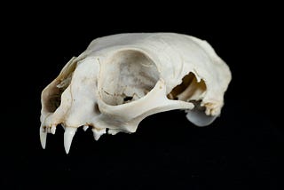 The Bone War