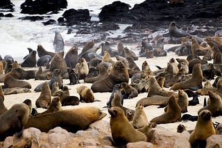Dozens and dozens of seals on a rocky, “wild, dark shore.”