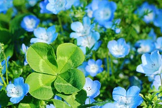 The field of Nemophila
