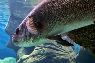 Umbrina Cirrosa, The Shi Drum Fish Marine Species. Closeup Shot