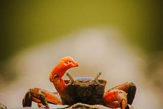 Berkenalan dengan Bahasa Pemrograman dan Komunitas Rust