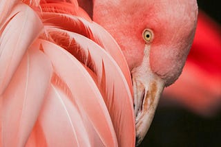 It’s Time to Get Your Pink Back!