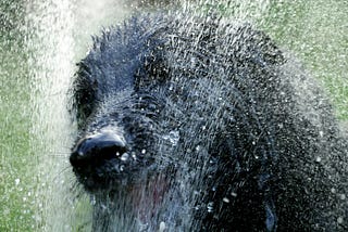 Close-up of a large black fluffy wet dog, shaking water from itself.