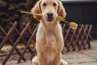 How to Train Golden Retriever: 4 Practical Ways