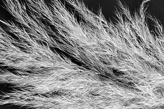 a close up image of the ends of white feathers on a black backdrop