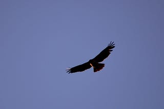 Escaping Near Extinction: Long Live the California Condor