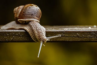 snail