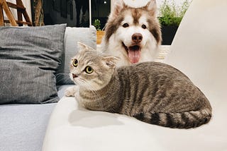 Cat and Dog Talk About Fun