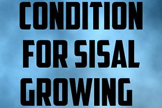 Condition for sisal growing