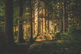 Random Forest 101: Understanding and Implementing the Algorithm