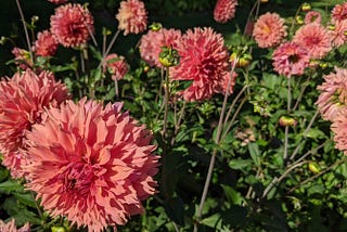 September? Dahlias! -Part 2