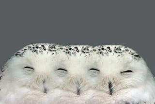 A surrealistic snowy owl’s head with three beaks and four eyes