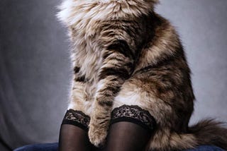 VienneMilano for Pets: Luxury Italian Hosiery for Cats & Dogs