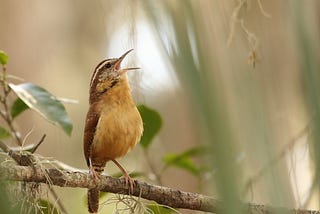 En hver fugl synger med sitt nebb.
