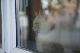 Tips for Flying with Cats