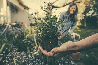 The truth about writing and gardening