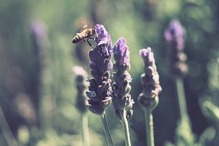 A bee on lavender flowers in the summer sun