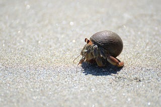 What Hermit Crabs Taught Me About Consumption