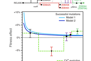 A Lengthski Look at Experimental Evolution in E. Coli