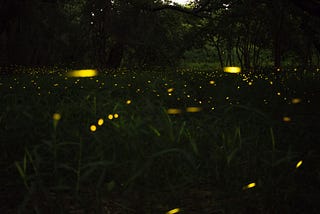 Fireflies in a field on a summer night