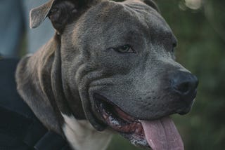 Should the American XL Bully Really Be Banned?