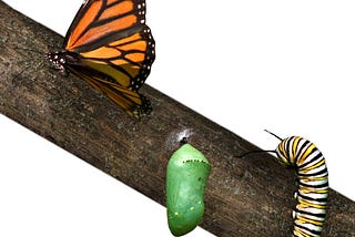 The Unexpected Lesson A Butterfly Can Teach You About Productivity & Performance