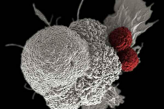 Immunotherapy — A Cure to Cancer?