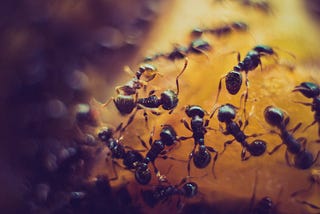 Social Behavior Ant