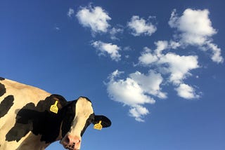 The case for cows