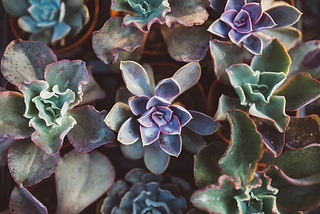 What Are Succulents?