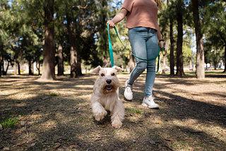 The Perks and Pitfalls of Walking Your Dog
