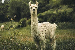 Llama 4 and Benchmark Lies
