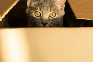 What is It About Cats and Cardboard Boxes?