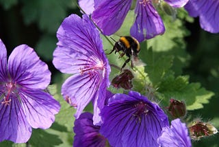 Bees: It’s Not All Rosy