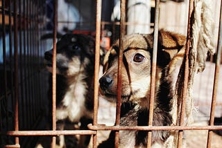 How YOU Can Help With Animal Abuse