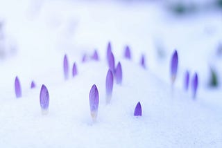 Croci poke through snow