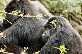 5 Things I Learned From Gorillas