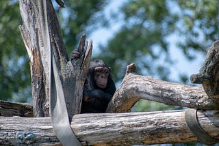 Chimp Crazy Haiku Series 1