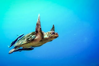 Deep dive into Pattern Matching for Java