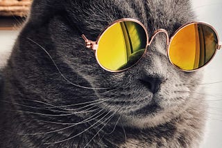 cat wearing sunglasses looking extremley cool