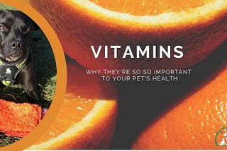 Why Vitamins Are So Important to Your Pet’s Health & Wellbeing